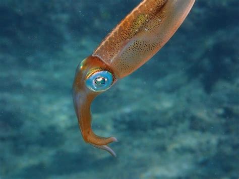 Caribbean reef squid | About Sepioteuthis sepioidea - Snorkel Things