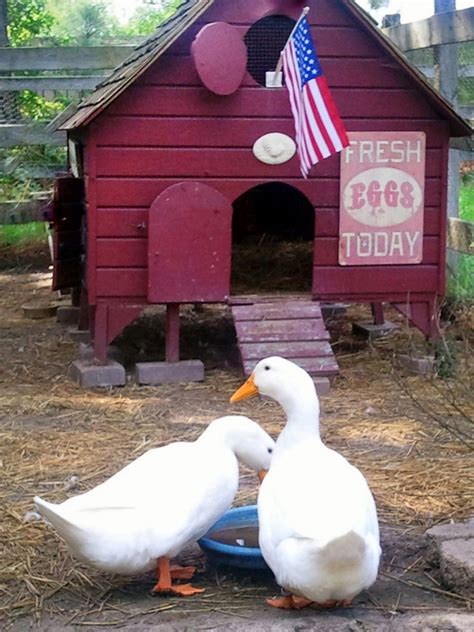 Duck House Ideas | HGTV