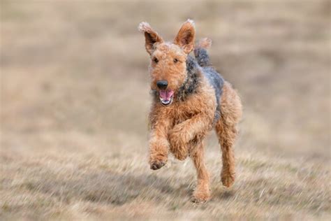 The Airedale Terrier is also known as the king of all Terriers. There are also other names that ...