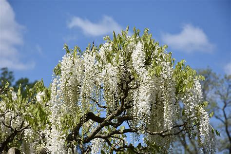 White Japanese Wisteria (Wisteria floribunda 'Alba') in Richmond Fairfax Loudoun Prince William ...