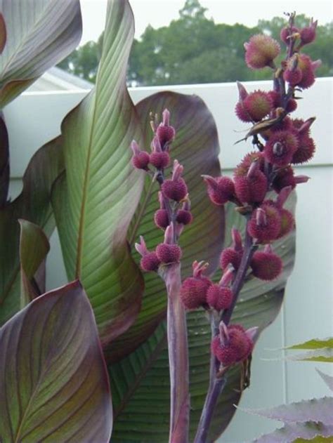 How to Grow Canna Lilies from Seed | HubPages