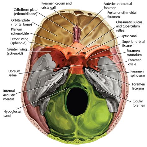 Anterior Cranial Fossa, Nasal Cavity, and Paranasal Sinuses | Radiology Key