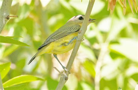 Utah Bird Records Committee - Sighting Record