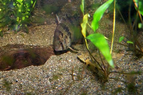 100_0195 | Enneacanthus chaetodon(Black banded Sunfish) and … | Flickr