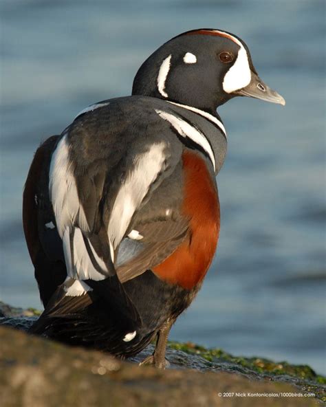 Harlequin Duck Duck Photography, Alaska Wildlife, Duck Bill, Harlequin ...