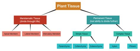 A flow chart on plant tissues ( urgent plz Fast ) - Science - Tissues - 10301741 | Meritnation.com