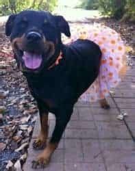 Rottweiler Biting Unexpectedly - ASK THE DOG GUY