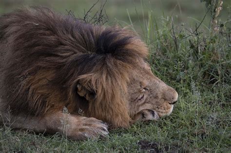 Let's Go on a Lion Hunt! — Kathy Karn Photography