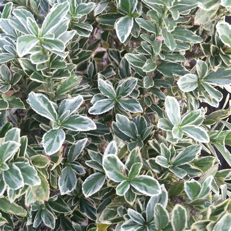 Euonymus japonicus 'Microphyllus Variegatus' - Variegated Boxleaf Euonymus - Mid Valley Trees