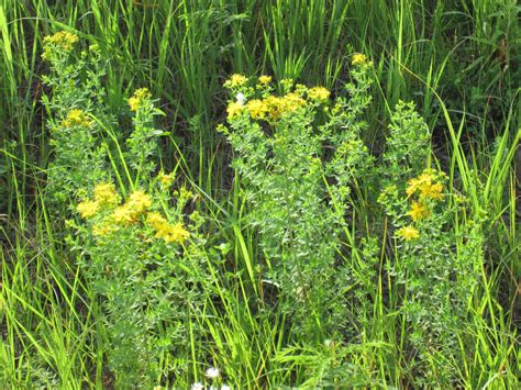 prairie flowers Prairie Flower, Flint Hills, Incorrect, Herbal Medicine, Wild Flowers, Beautiful ...