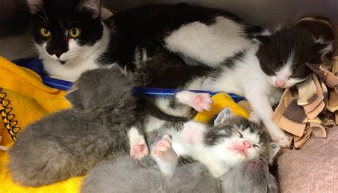 Mama Cat and Her Kittens Need Foster Care