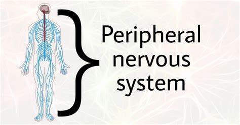 What is peripheral Nervous System and Its Functions? | by Deepak Borole | Medium