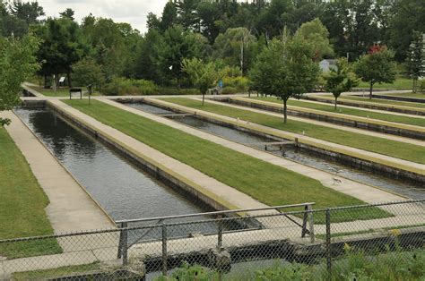 Commercial fish farm on Michigan’s Au Sable to close by end of year ...