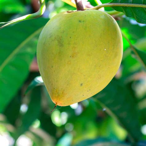 Tropical Fruit Trees » Store » Tomorrow's Harvest