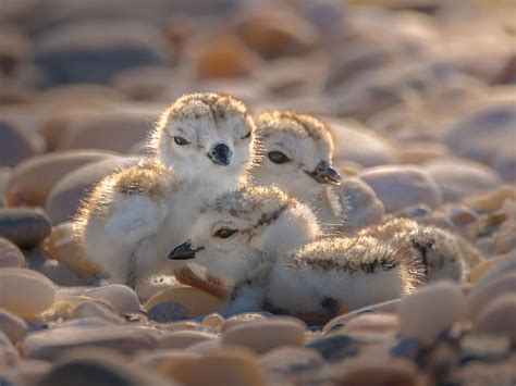 Piping Plover Nesting (Location, Eggs + Behavior) | Birdfact