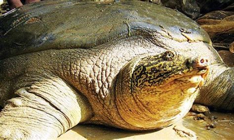 One of the last Hoan Kiem turtles has died in Hanoi - VnExpress International