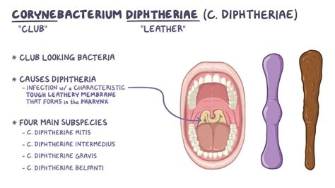 Corynebacterium diphtheriae (Diphtheria): Video | Osmosis