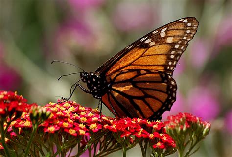 How Long Do Butterflies Live?