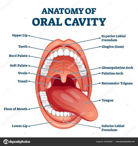 Oral cavity anatomy with educational labeled structure vector ...