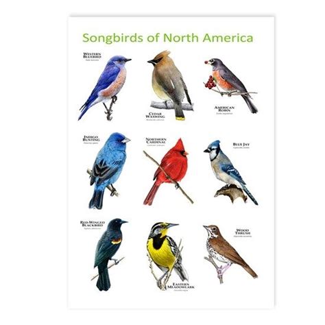 Songbirds of North America Postcards (Package of 8 by Wildlife Arts2 - CafePress | North ...