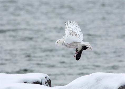 Snowy Owls of the Tundra - Child Evangelism Fellowship