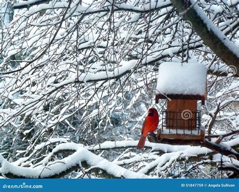 Red Cardinal Bird Snow Tree Stock Photo - Image: 51847759