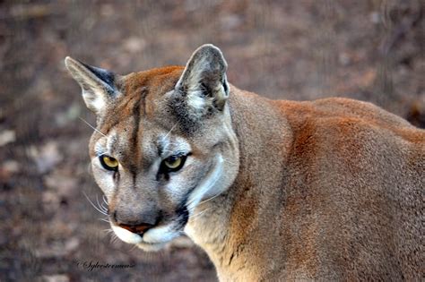 Les colons hypothèque prévoir puma wild Sophie bol insulter