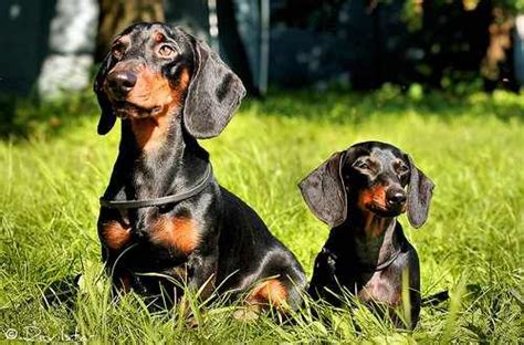 dachshund vs. miniature dachshund - Google Search | Dogs | Pinterest ...