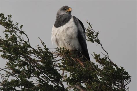 geno's blog: Torres del Paine - Wildlife