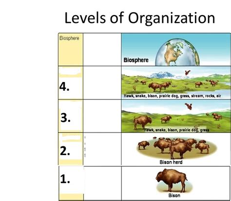 3/25 TO 3/29 Levels of Organization in an Ecosystem, Abiotic, Symbiosis Diagram | Quizlet