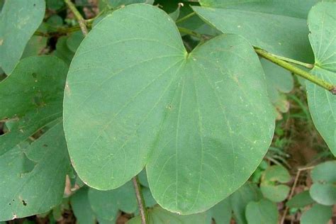 Bauhinia variegata