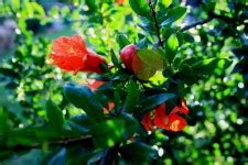 Pomegranate On Tree Free Stock Photo - Public Domain Pictures