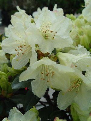 Rhododendron x ‘Towhead’ (Small Leaf Rhododendron) | Maple Hill Nursery