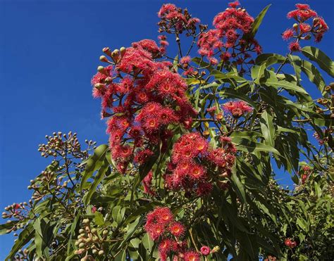 Corymbia ptychocarpa (Swamp Bloodwood) | Australian garden, Umbrella ...