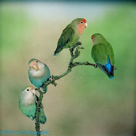 Rosy-faced Lovebirds photo WP11565