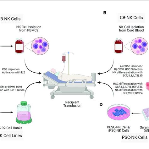 | Sources of Natural killer cells for immunotherapy. NK cells for cell ...