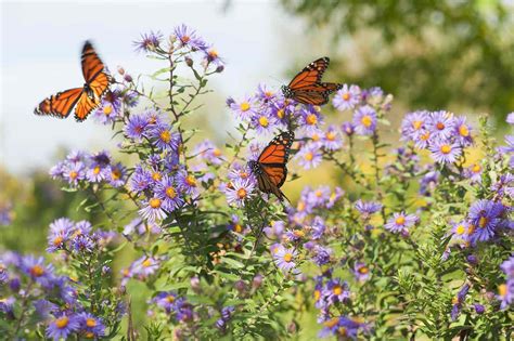 Butterfly Pictures With Flowers