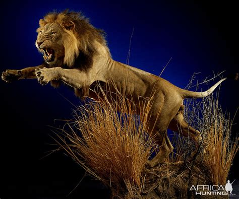 Lion Full Mount Taxidermy | AfricaHunting.com