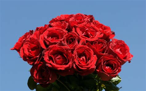 COOL WALLPAPERS: red rose wallpaper