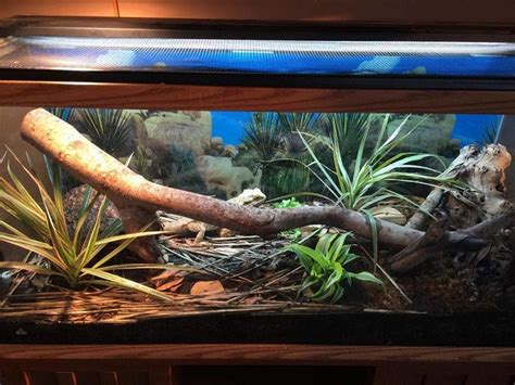 Bearded Dragon Cage Setup Guide - Reptile Care - All Pet Care