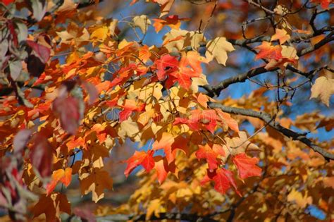 Red Oak Leaves in the Fall stock photo. Image of detail - 1015568