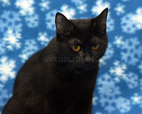 Beautiful Black Cat With Amber Eyes Stock Photo - Image of domesticpet, curly: 84281374