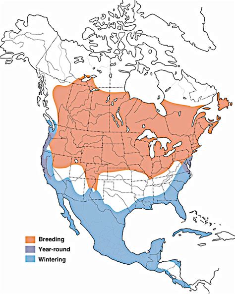 American Bittern Range Map - Flathead Audubon Society