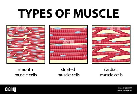 Cardiac Muscle Cell Labeled