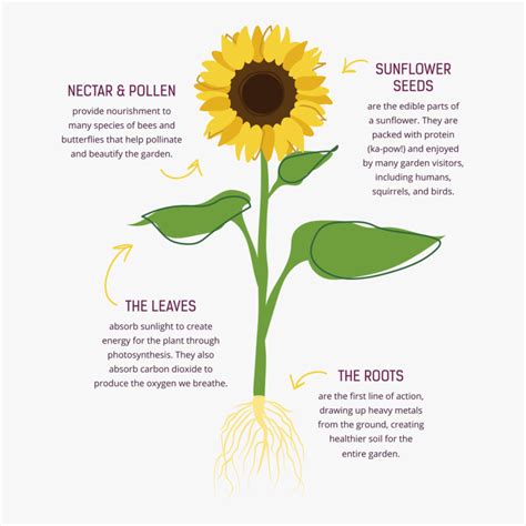 Parts Of The Sunflower - slideshare