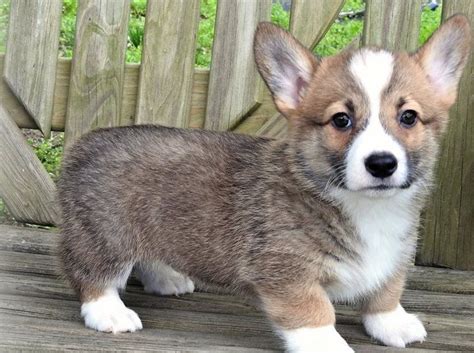 Pembroke Welsh Corgi Puppies For Sale | Thorp, WI #299453