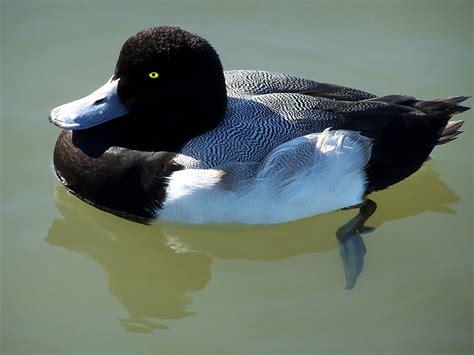 Greater Scaup Hunting - Waterfowlers Challenge