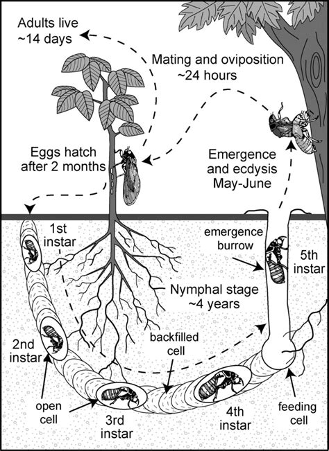 Cicada Life Cycle Images | Life cycles, Cicada, Teaching biology