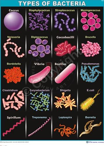 For Bacteria Name - all about bacteria images