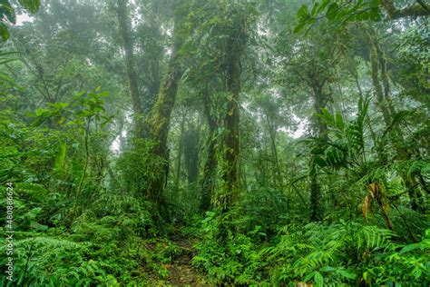 Dense Tropical rainforest landscape. Mountain rain forest with mist and ...